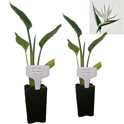 Bird of Paradise - White - Strelitzia Nicholai. (2 White BoP in Cup)