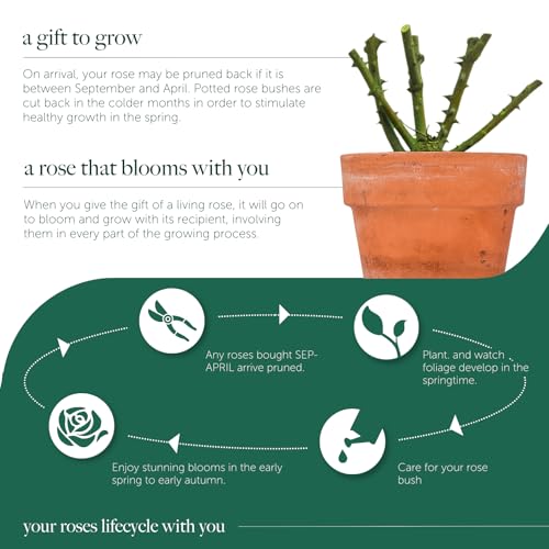 Carbeth Plants Tricolour Rose Bush - 5L Pot Mixed Colour Rose Plants Outdoor Garden Ready - Patio Standard Roses - Red, Pink and Yellow Bush