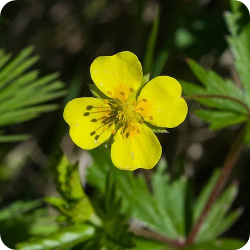 Tormentil Flower Seeds Yellow 100pcs