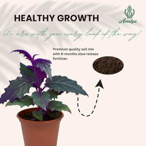 Image of Amulya FARMS & NURSERY Air Purifying Alternanthera Pink or Party Time Indoor Live Plant for Living Room, Home, Office & Desk Decor | Velvet Leaf | Small Size - Black Pot Included (Philodendron Velvet)