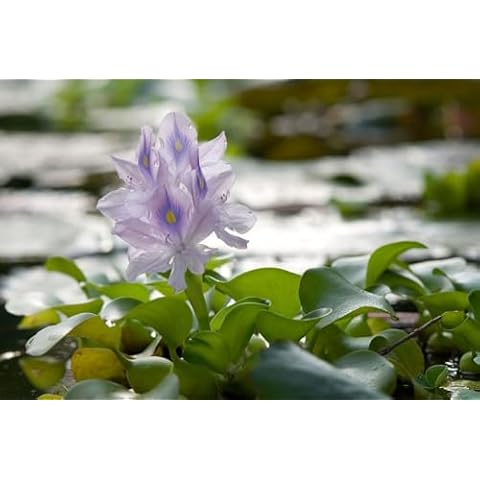 Water Hyacinth Aquatic Plants - Generic Cover