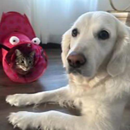 Episode 3089 - The Scott Adams School 02/06/26