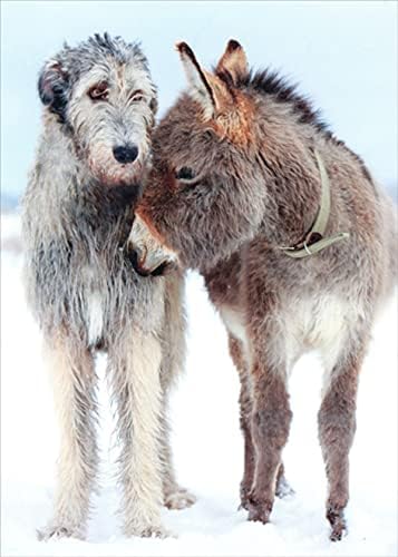 Northern Exposure Dog and Donkey Box of 12 Christmas Cards