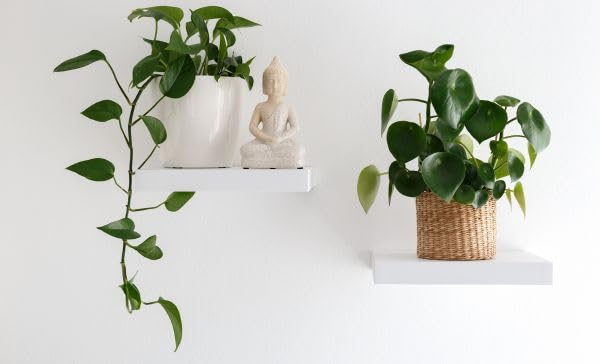 See full amazon price history chart for Money plant live, live money plant (pack of 12) Money plant live, live money plant (pack of 12) (B0CJNVKWGP) Amazon Price History, Amazon Price Tracker