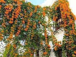 Organix.Rosa Flame Vine Golden Shower Bigonia Venustra Hybrid Fruit Plant Easily Grow At Terrace And Balcony At Home Early Fruiting Plant | 15-18 Inches Height | Outdoor | By The Roop Nursery