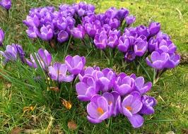 Image of IMP. Saffron | Crocus Excellent Quality Flower Bulbs for Attractive Aromatic Flowers Home Outdoor Gardening Plants Flowering Bulbs (pack of 12, Grand Maitre)