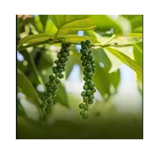 Buy Neria Live Nursury Live Black Pepper Live Plant Online at Low