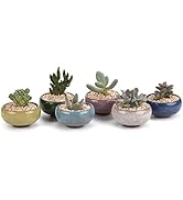 Amazon.co.jp: T4U 植木鉢 多肉植物鉢 サボテン鉢 おしゃれ 2号鉢 陶器