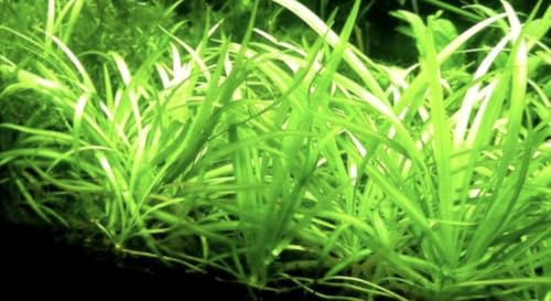 Bulk Dwarf Sagittaria Subulata 15 Pack