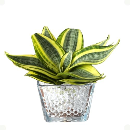 Espada De São Jorge Variegata Mini 1 Muda Em Vaso De Vidro