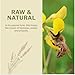 Oneroot 100% Organic Canadian Wildflower Honey - 17.6 Oz/1.1 Lbs, Unheated & Creamed - Nutrient-Rich, Natural Sweetener with Enzymes - Thick & Pure Raw Unfiltered Honey