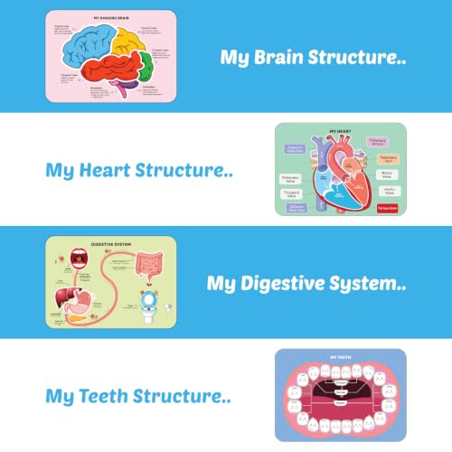 Image of My Amazing Body Busy Book for Kids (Ages 3-8 Years) Montessori Human Anatomy Activity Binder | Reusable Preschool Science Learning Toy