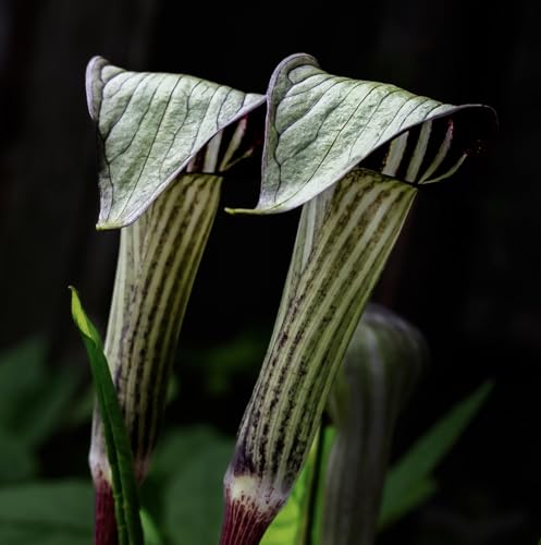 Jack-in-The-Pulpit Plant – Rare Woodland Native with Distinctive and Striking Hooded Spring Blooms - Seedlings to Grow in Your Garden - Easy to Grow (2 Seedlings)