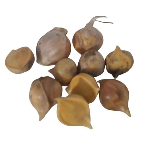 Elefanten-Knoblauch Brutzehen 10 Stück – Riesenknoblauch Allium ampeloprasum – Knoblauch pflanzen & anbauen – milder Knoblauchgeschmack, dekorative violette Blüten, einfache Pflanzanleitung