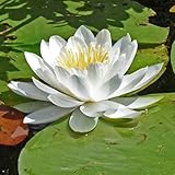 Semillas de nenúfar,Fácil de brotar,Lirio de agua en maceta,Planta rara,Hierba acuática perenne,Hermosas semillas de flores,Natural y orgánico-30 PCS,d