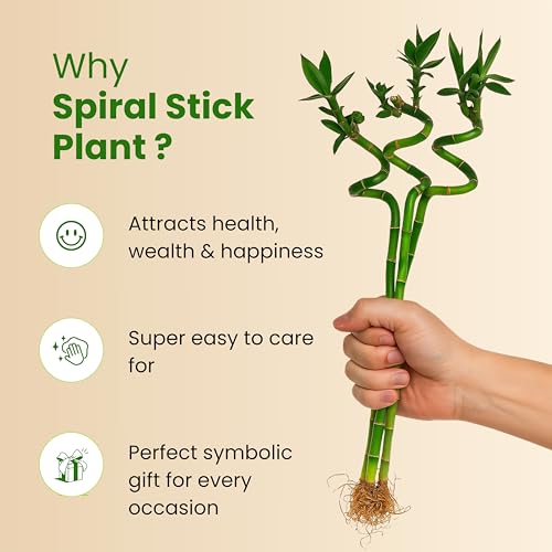 Image of Amulya Farms Lucky Bamboo Plants for Home Decoration | Bamboo Plant 70cms Set of 3 Sticks | Live Indoor Plants For Home | Indoor Feng Shui & Vastu Plants for Prosperity