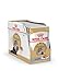 Produktbild ROYAL CANIN Persian Adult Mousse | 12 x 85 g | Alleinfuttermittel für Katzen - speziell für ausgewachsene Perserkatzen | Geeignet ab dem 12. Lebensmonat