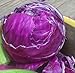 Cabbage Red Acre Great Heirloom Vegetable 700 Seeds By Seed Kingdom