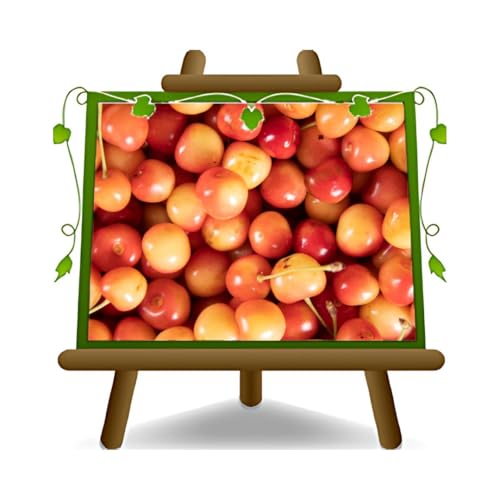 EURO PLANTS VIVAI Cereza dulce Napoleón árboles frutales Altura: 150~170 cm Edad: 2 años Maceta: 20 cm