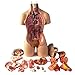 Takkar Modèle de Torse Humain - Modèle d'assemblage Anatomique 11"4D d'organes Humains pour l'enseignement Scolaire - Poupée d'anatomie Modèle de Corps Humain avec Organes Amovibles