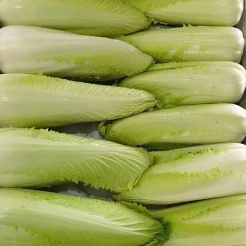 Semi di cavolo cinese, da balcone resistenti Semi di Pak Choi resistenti, semi di esotiche da appartamento giardino sul balcone da giardino roccioso 150pcs
