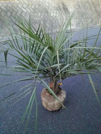 Amazon｜現品 ≪庭用 ココスヤシ コモ巻き 大苗≫ 耐寒性ヤシの木