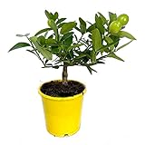 Tropical y subtropical. PLANTA NATURAL MINI CITRICO BONSAI LIMEQUAT M12 35CM PERFECTA PARA EXTERIOR