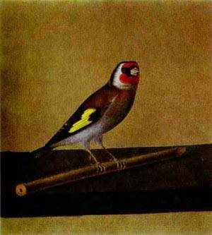 Peinture à l'huile de Count Feodor Tolstoy A Bird 1810s reproduction de prestige