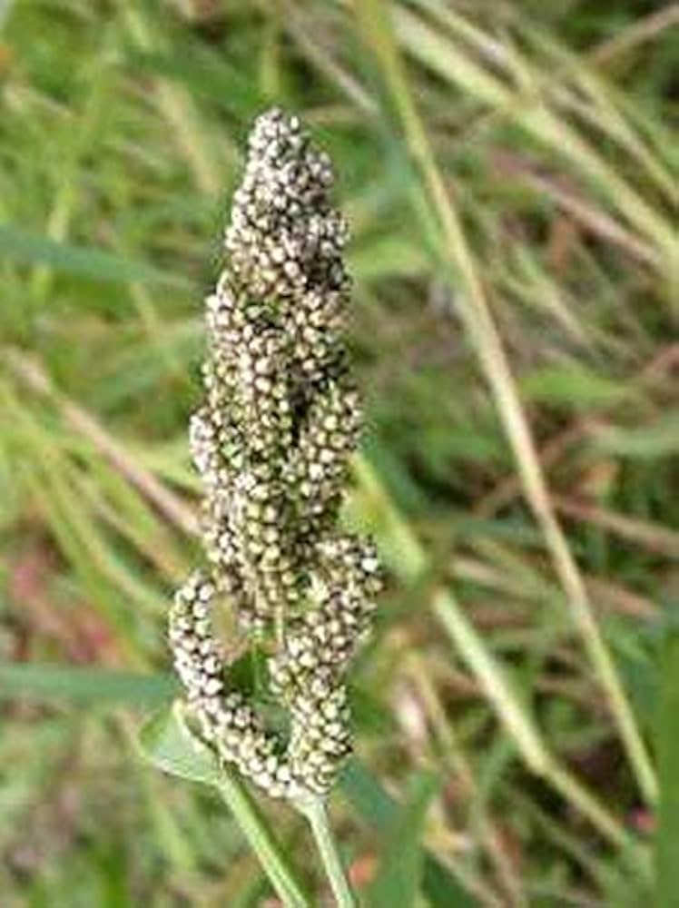 ☆millet☆ Amazon.com : Japanese Millet - Makes Great Seed-Heads for