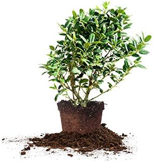 PERFECT PLANTS Dwarf Burford Holly Live Plant, 1 Gallon, Includes Care Guide