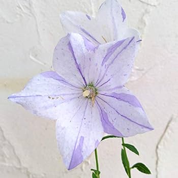 Amazon.co.jp: おもてなしキキョウ(桔梗):一重系絞り紫3号ポット(高 Amazon.co.jp: おもてなしキキョウ(桔梗):一重系絞り紫3号ポット(高