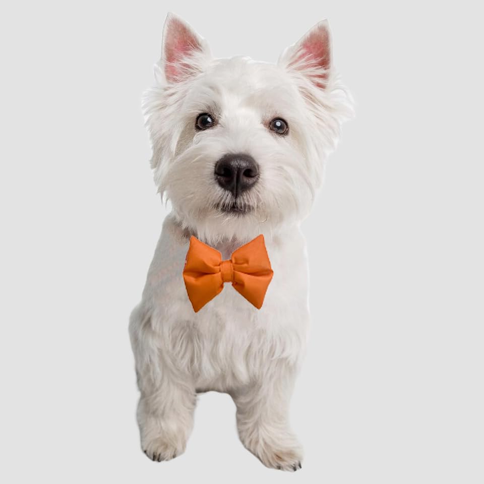 Image of Dog /Cat Bow Tie | Adjustable & Stylish Bow Tie for Small, Medium to Large Dogs & Cats | Festive Pet Bow Tie for Christmas, Birthday and Weddings (Orange)