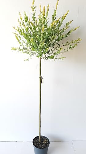 Harlekinweide, Salix integra Hakuro Nishiki (Höhe: 170-180 cm)