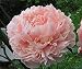 YoYoBoo 2016 New Heirloom Purely Pink Salmon Peony Tree