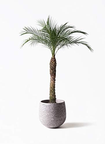 Amazon Hitohana ひとはな フェニックスロベレニー8号 エコストーンgray 観葉植物 オンライン通販