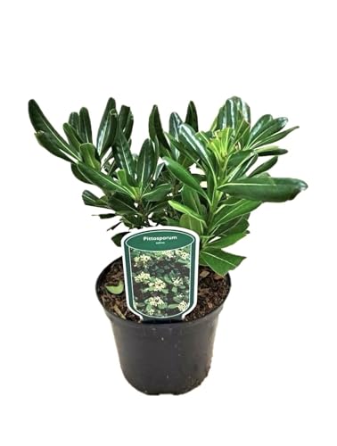 Pitosforo Pittosporum tobira pianta da siepe sempreverde in vaso ø18 cm h 40/50 cm Vivaio di Castelletto