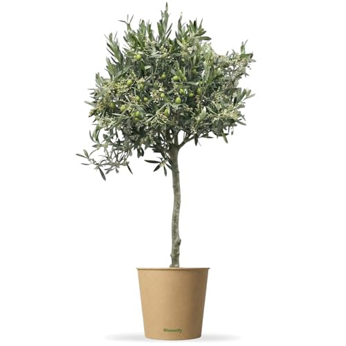 Bloomify Olivenbaum Olivia | 80 bis 110 cm großes mehrjähriges Olivenbaum-Stämmchen | geschützt winterharte und pflegeleichte Oliven-Pflanze für Terasse oder Balkon | sehr ertragreich