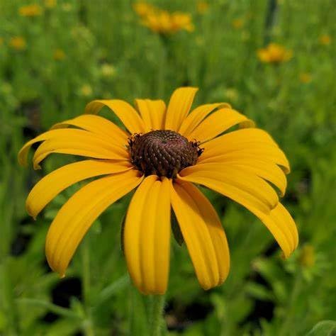 Rudbeckia fulgida VAR. deamii – Hardy Perennial Black-Eyed Susan with Golden Blooms, Ideal for Borders & Wildlife Gardens – by Park Farm Plants