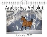  Arabisches Vollblut - (Wandkalender 2025, Kalender DIN A4 quer, Monatskalender im Querformat mit Kalendarium, das perfekte Geschenk)
