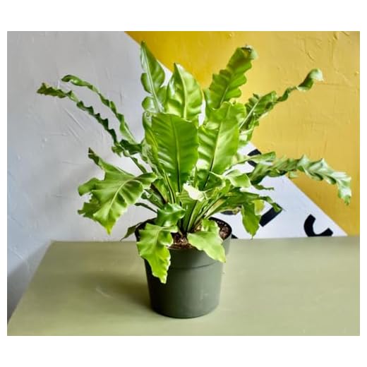 Japanese Bird's Nest Fern with Soil Mix