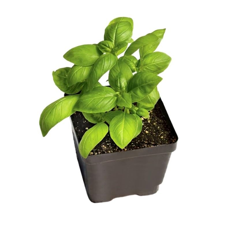 See full amazon price history chart for Mphmi Seedless Plant Indoor Plants Sweet Basil Plant(Italian Basil) Mphmi Seedless Plant Indoor Plants Sweet Basil Plant(Italian Basil) (B0CVVPVTKQ) Amazon Price History, Amazon Price Tracker