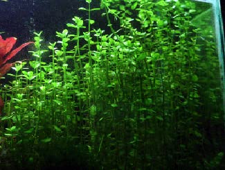 Aqualeaf Aquatics Potted Live Aquarium Plants thumb #3