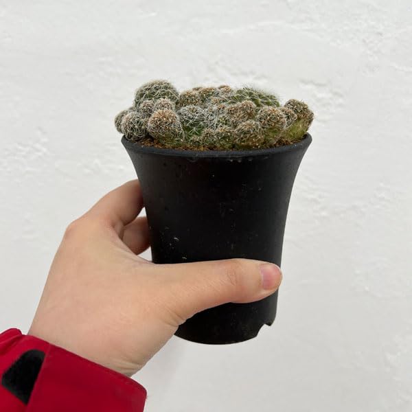 Amazon｜スルコレブチア：クルゲラエ変種ホフマニーaff EK7138 3