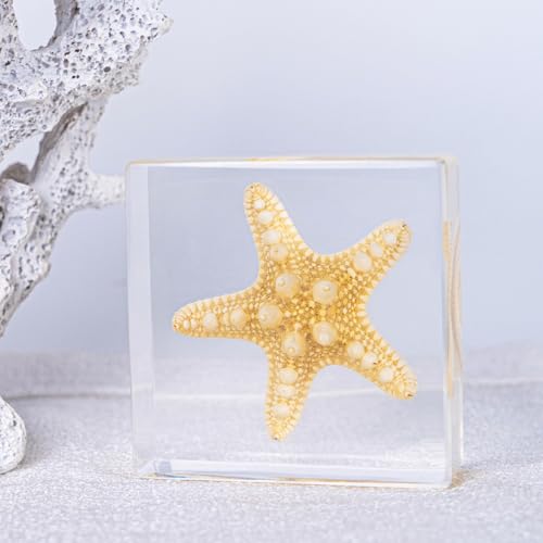 Image of Taxidermy Octopus Turtle Starfish Shells, Oceans Animals Specimen in Resin for Closer-Look & Study, Science Classroom Specimens, for Home Office Decor Ornament, Unique Amazing Gift (3.0x3.0x0.8-inch)