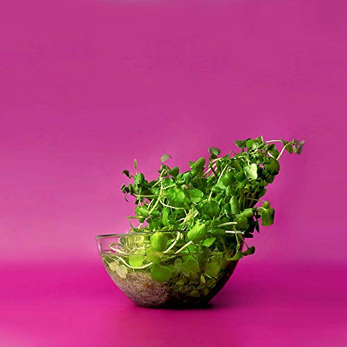 Tigela Bowl de Vidro, Mor, 28 cm, Pacote de 1