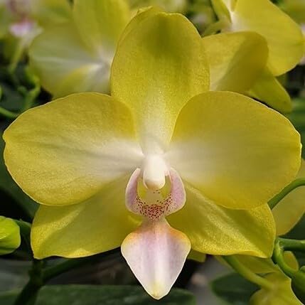 Amazon.co.jp: Phal. Yellow Miracle ファレノプシス イエロー