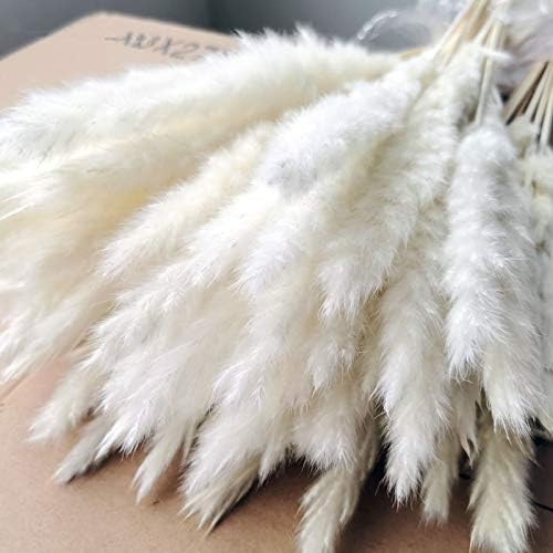 30pcs Dried Pampas Grass Plumes Decoration,Natural Dried Lagurus Ovatus,17 Inch Tall Natural Dried Flowers,Faux Reed Flower Stems Bunch for Flower Arrangements Wedding Home Decor (White)