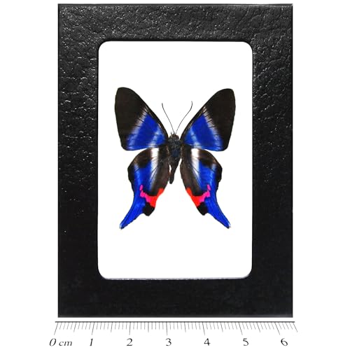 BicBugs Rhetus dysonii Real Framed Butterfly Blue Peru
