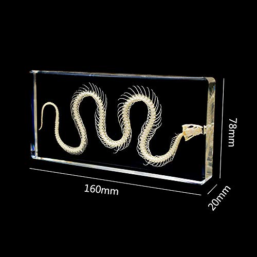 Esqueleto de serpiente transparente de gran nitidez para pisapapeles 2