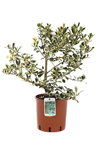 Acebo Natural Árbol de Exterior Conocido como Falso Muérdago